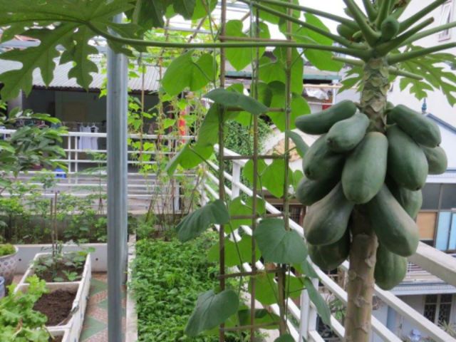 Cây giống Đủ Đủ... thái ruột vàng siêu trái