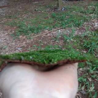 Mini fiss 5k/ 1 tất