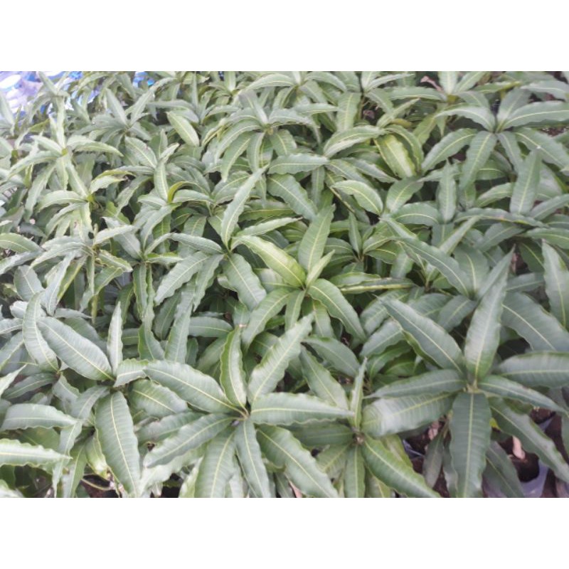 Xoài tứ quý