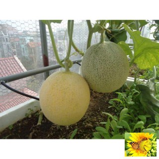 Hạt giống Dưa Lưới Tròn 10 Hạt