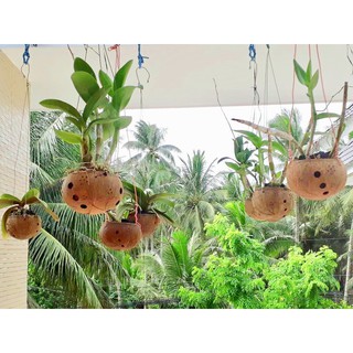 Chậu gáo dừa