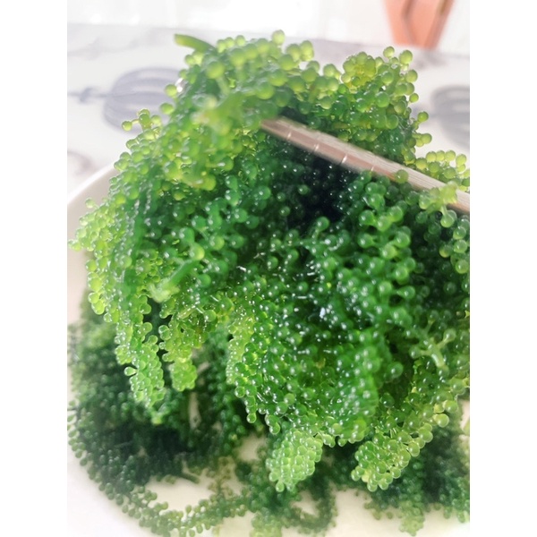 100g rong nho cao cấp hàng xuất khẩu💞freeship💞 công nghệ nhật bản( rong cách nhiệt )/ tặng sốt mè rang | BigBuy360 - bigbuy360.vn