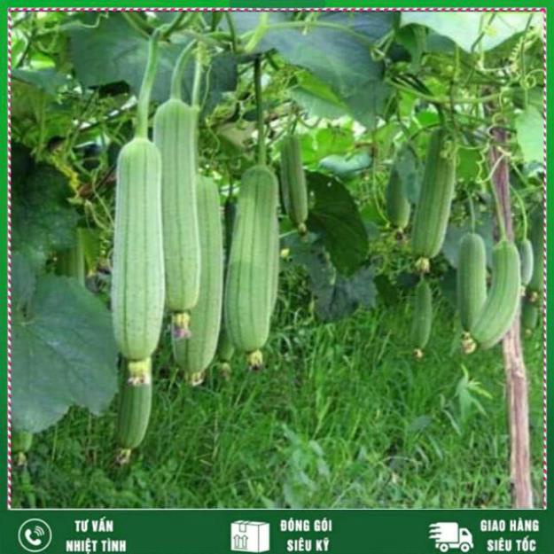 Hạt giông Mướp Hương 2g, Loại rất thơm Nhất Việt