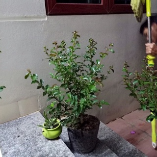 cây tường vi sẵn hoa và nụ