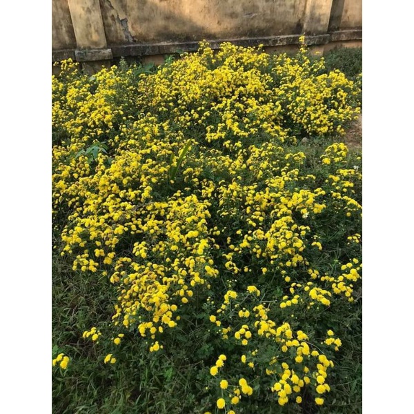 Cây giống hoa cúc rủ làm trà