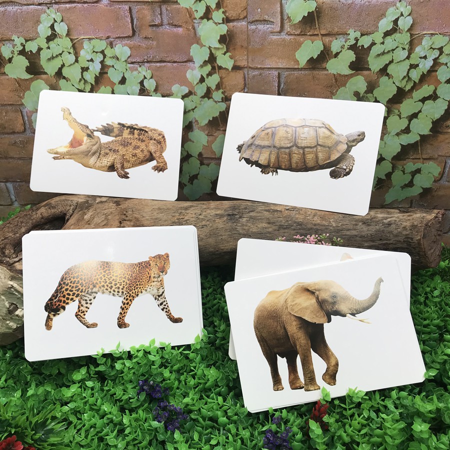 Flashcards - Giáo Dục Sớm Thẻ Thông Minh Theo Phương Pháp Của Glenn Doman - Động Vật Nuôi