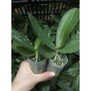 Lan Hồ Điệp Hoa Đại - Nhiều Màu Sắc Lựa Chọn - Giá Siêu Rẻ - 2 Ngồng Hoa