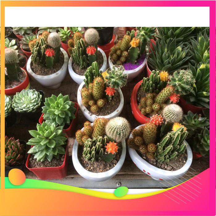 Hạt Giống Sương Rồng Mix - 10 Hạt  VIETGAR