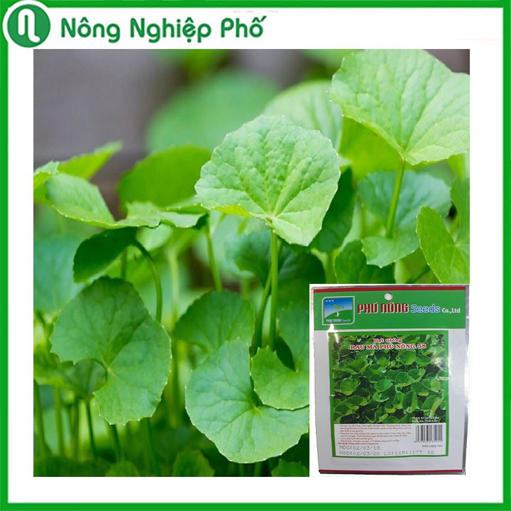 Hạt giống rau má Phú Nông - Gói 1 gram