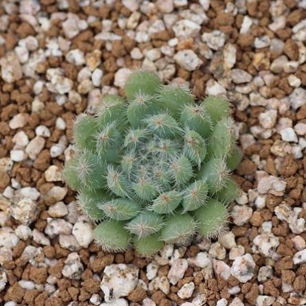 100 hạt giống hoa sen đá kim cương