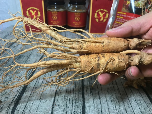 SÂM TƯƠI 1 CỦ GIÁ CHỈ 98k | BigBuy360 - bigbuy360.vn