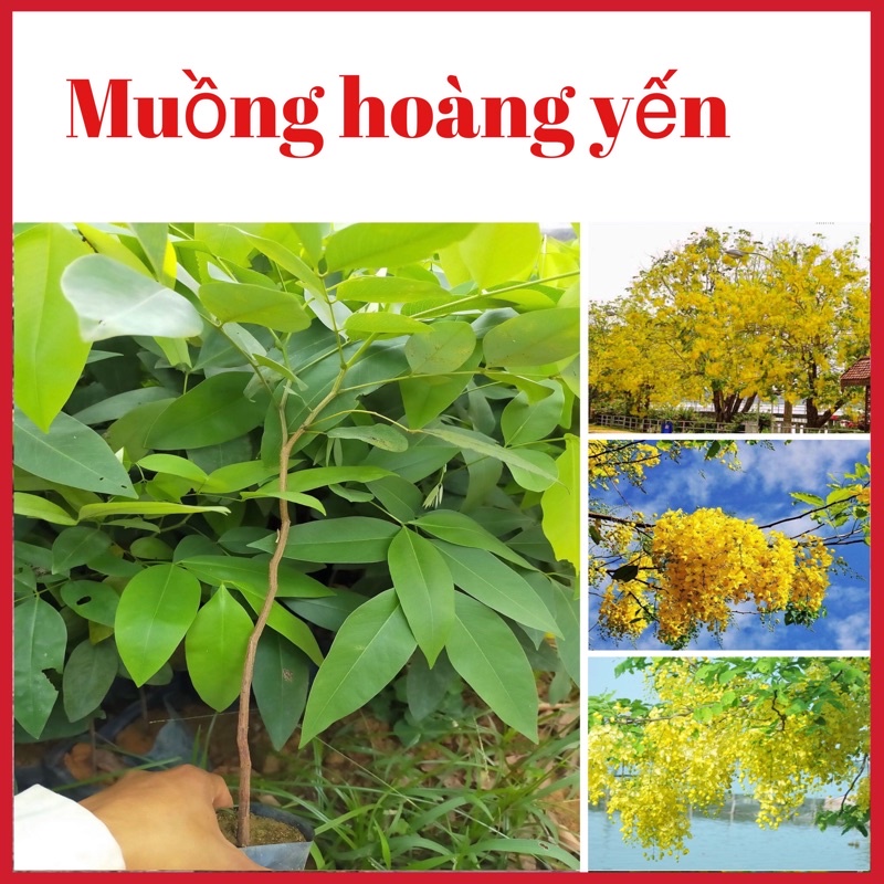 Cây muồng hoàng yến hoa vàng rực rỡ