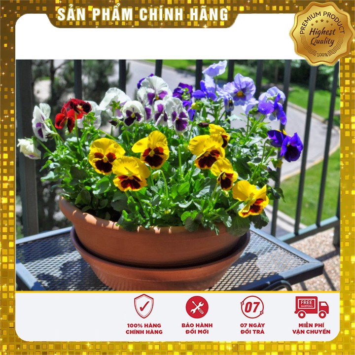 HẠT GIỐNG HOA PANSY nhiềumàu hat giong hoa bướm pansy