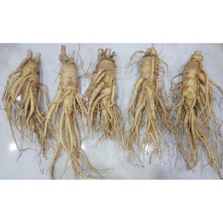 Nhân sâm tươi Hàn Quốc  6 năm tuổi 5 củ/kg, PP Sâm Yến 3A