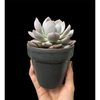 SEN ĐÁ MONROE THUẦN BB GARDEN TRÊN 7CM