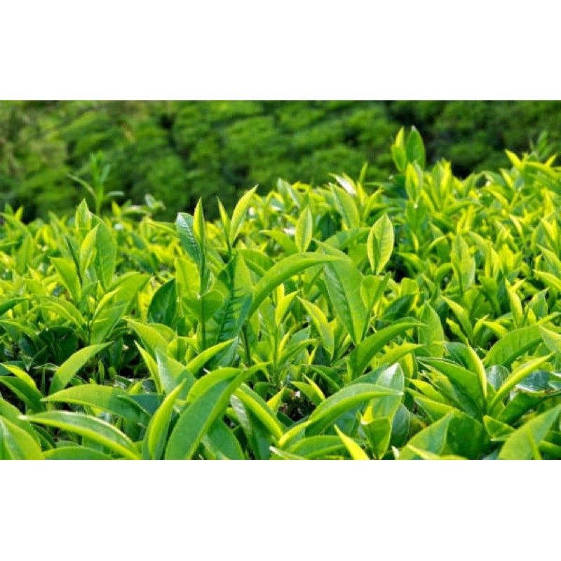 Trà Oolong Ngọc Thanh Sơn Nguyên liệu pha chế Trà sữa 250g