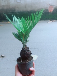 Cây Thiên Tuế Mini