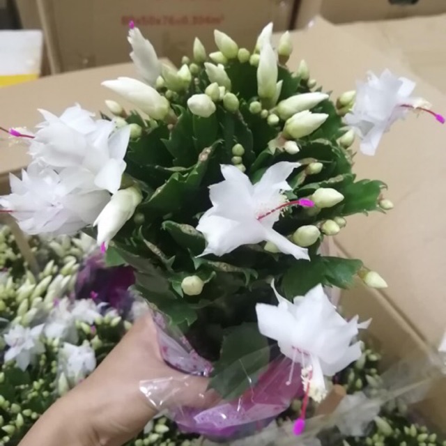Lan càng cua nguyên màu trắng xịn sò