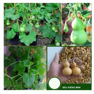 Hạt giống Bầu Hồ lô mini Nhật bản, bầu Hồ lô tí hon dễ trồng