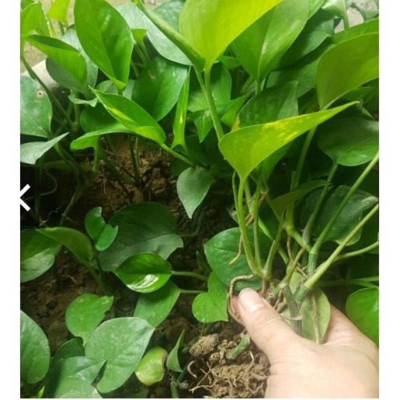 Cây trầu bà giống  bao khoẻ đẹp giao ảnh 2