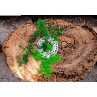 Chậu cứng tùng nho