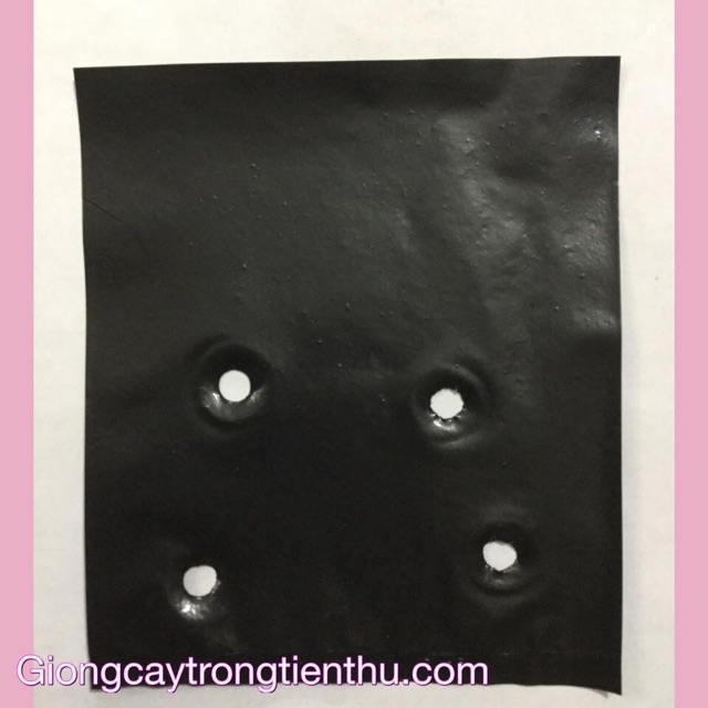 5kg TÚI BẦU ƯƠM CÂY GIỐNG 8x11cm | BigBuy360 - bigbuy360.vn