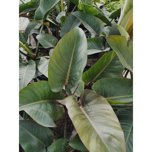 Cây đại đế đỏ