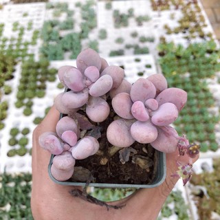 Sen Đá Sỏi Hồng