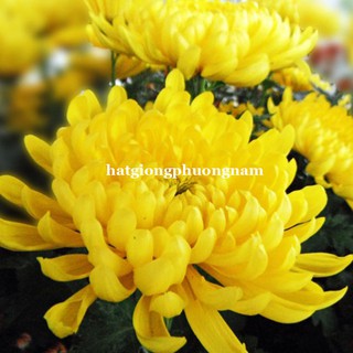 100 Hạt - Hạt Giống Hoa Cúc Vàng (Cúc Đại Đóa) Phương Nam