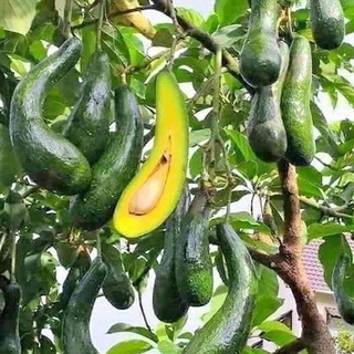 BƠ 034 VƯỜN LÂM ĐỒNG(SIZE 2QUẢ/1KG)