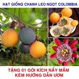 5 Hạt giống Chanh leo Ngọt Colombia   