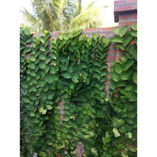 Combo 10 cây Tắt Kè Leo Tường