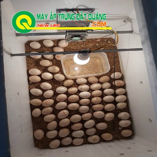 Máy ấp trứng X90 đảo tay tự ráp