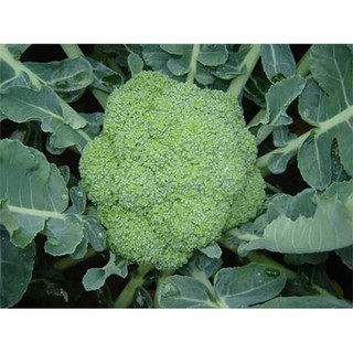 Hạt giống Suplơ xanh 5gr- Rau củ quả trồng tại vườn, sân thượng, nông trang, ban công