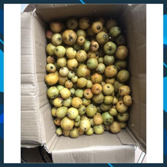 1kg táo mèo tươi chuẩn Tây Bắc