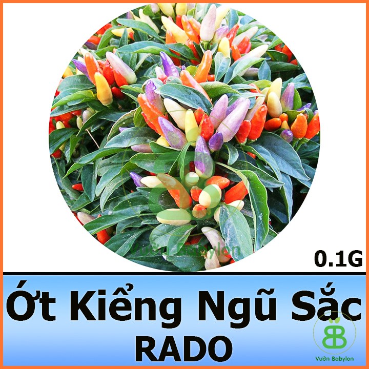 Hạt Giống Ớt Kiểng Ngũ Sắc Siêu Trái 0,1G