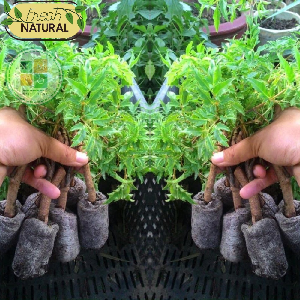 Viên nén xơ dừa (1 viên) - Ươm hạt giống cây trồng, giâm chiết cành siêu tiện lợi