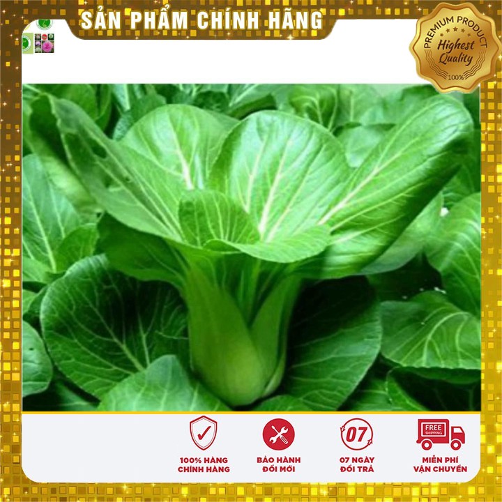 Hạt giống Cải Chít 20gram [Bán Sỉ]