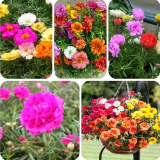 Hạt giống Hoa mười giờ kép 0.6gr (200 hạt)