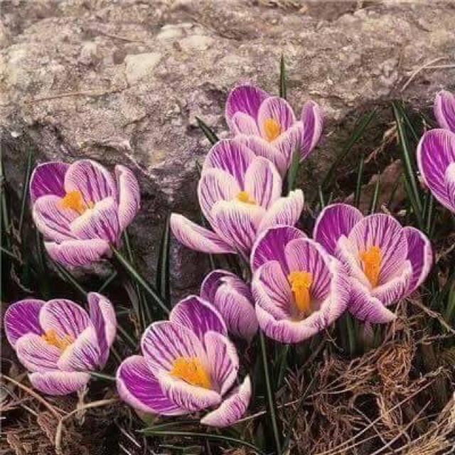10 củ giống Hoa nghệ Tây saffron