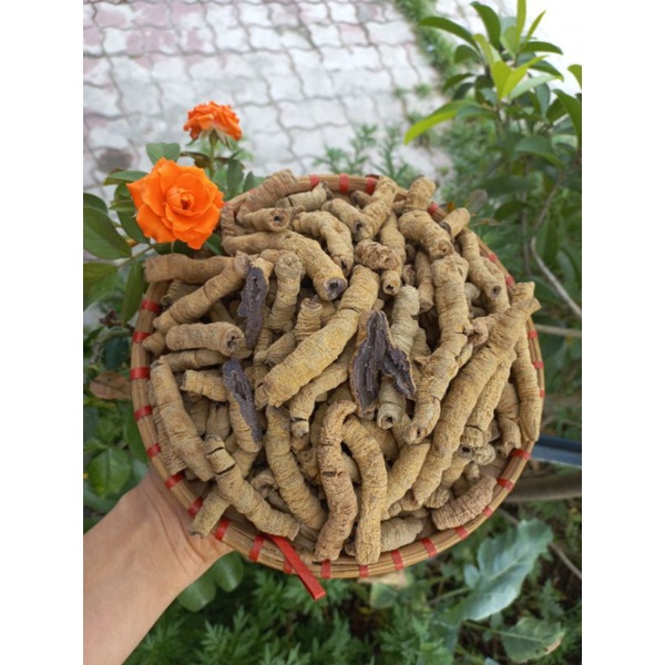 Ba kích khô ngâm rượu đã tách ruột rút lõi về chỉ bỏ vô rượu làm ngâm