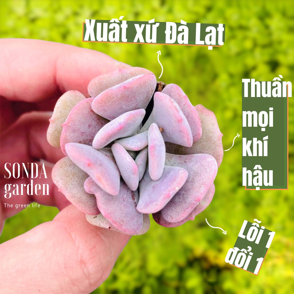 Sen đá cúc tím SONDA GARDEN size mini 2.5-4cm, xuất xứ Đà Lạt, khoẻ đẹp, lỗi 1 đổi 1