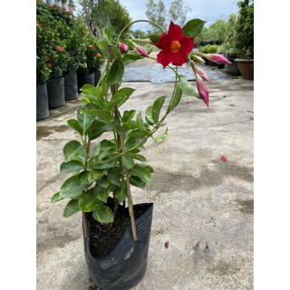 Cây 🌲 Hồng Anh Đỏ ♌ leo