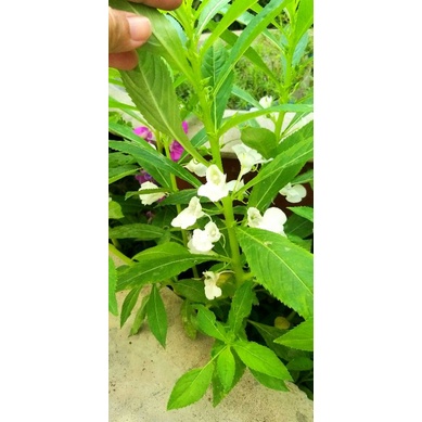 Gói 50 hạt giống hoa móng tay mix 3 màu