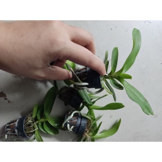 Hoa lan hoàng nhạn giống