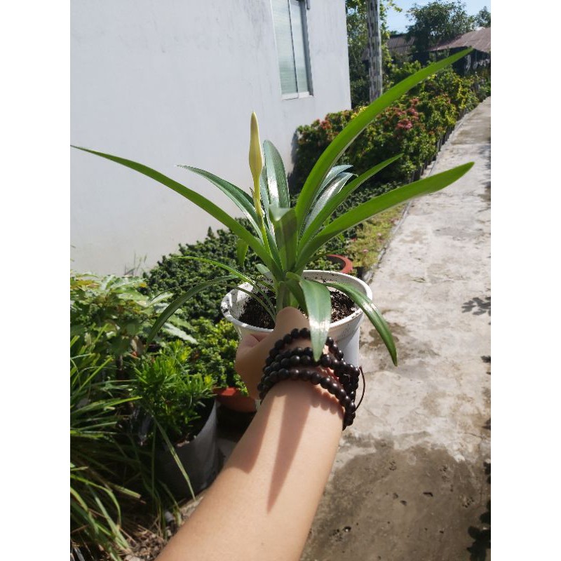 Cây Hoa Ngải Bà Chúa Xiêm