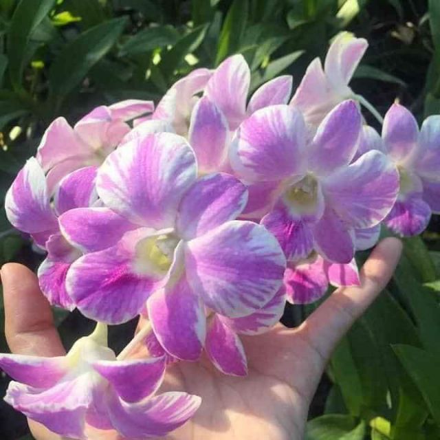 Hoa lan denro chớp hồng
