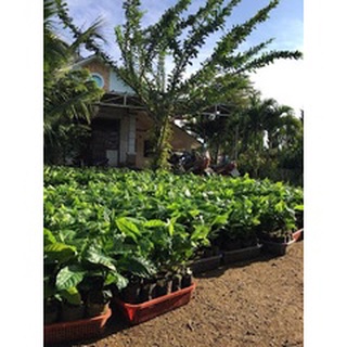 Cây Cà Phê arabica (Giống Chuẩn)