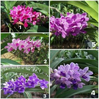 Hoa lan vanda lai ngọc điểm