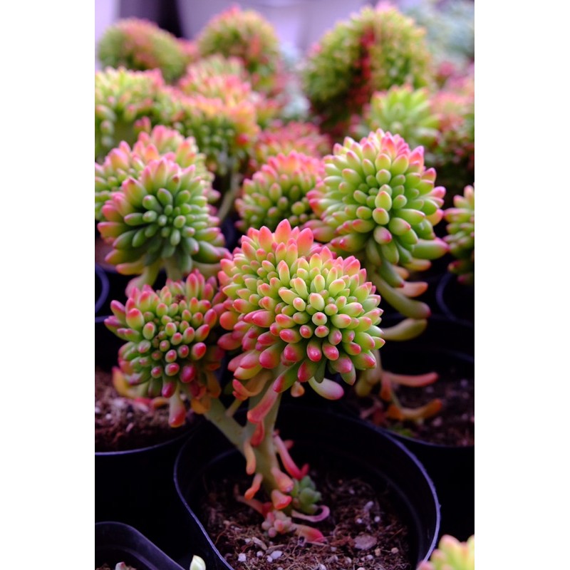 (SEDUM CORYLEPHYLLUM CREST) SEN ĐÁ CREST NHO XANH